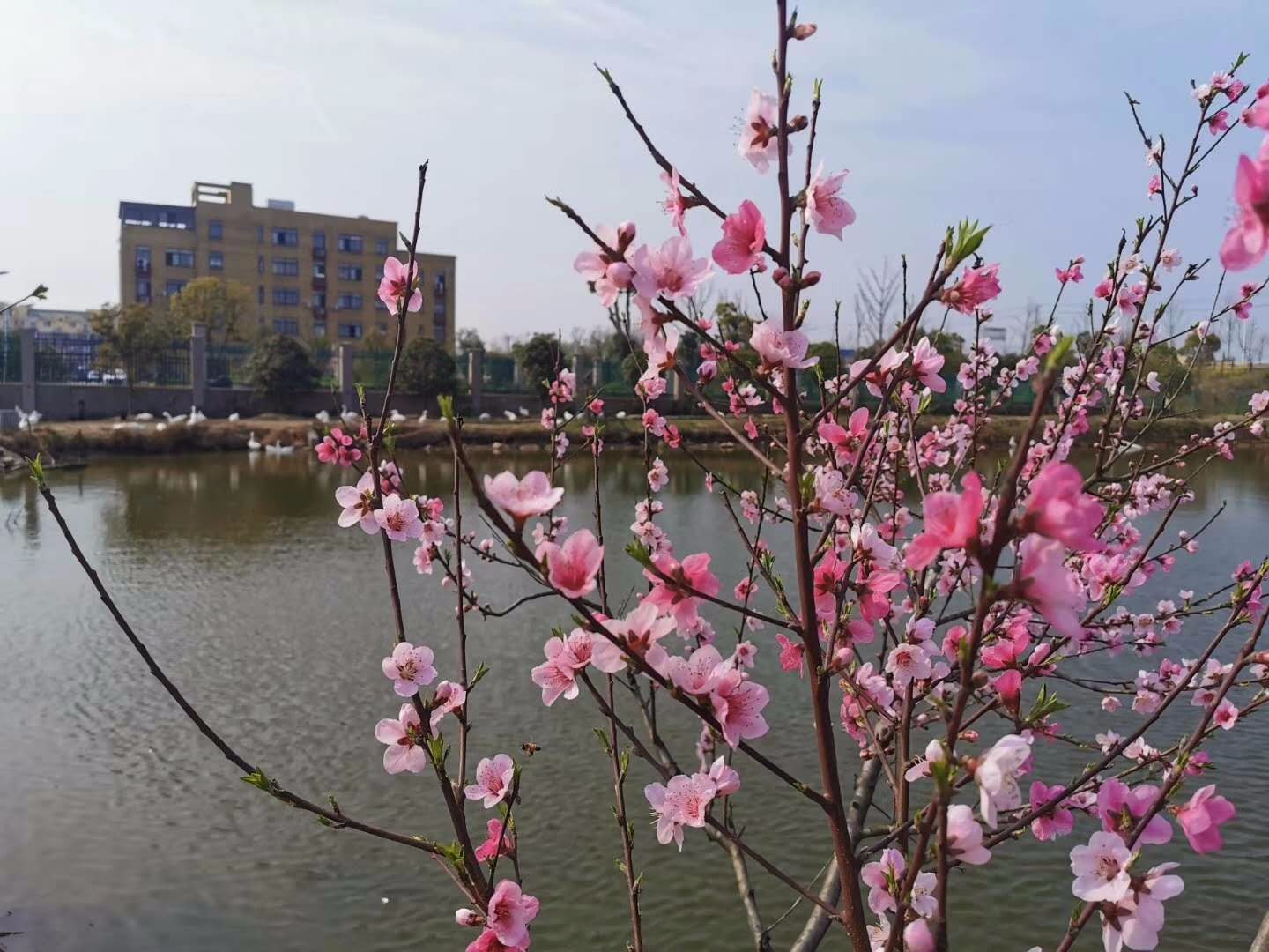 昊东食品向着“花园式厂房”前进